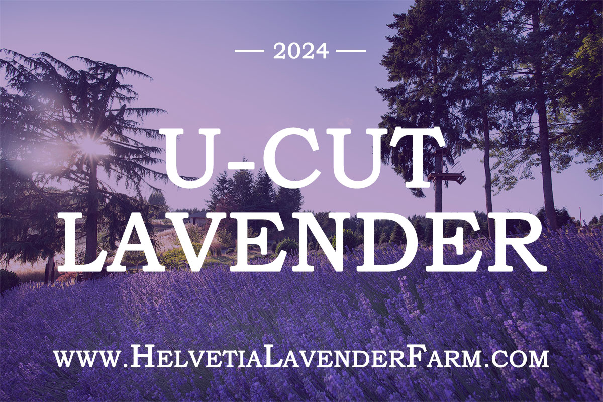 2024 Helvetia Lavender Festival