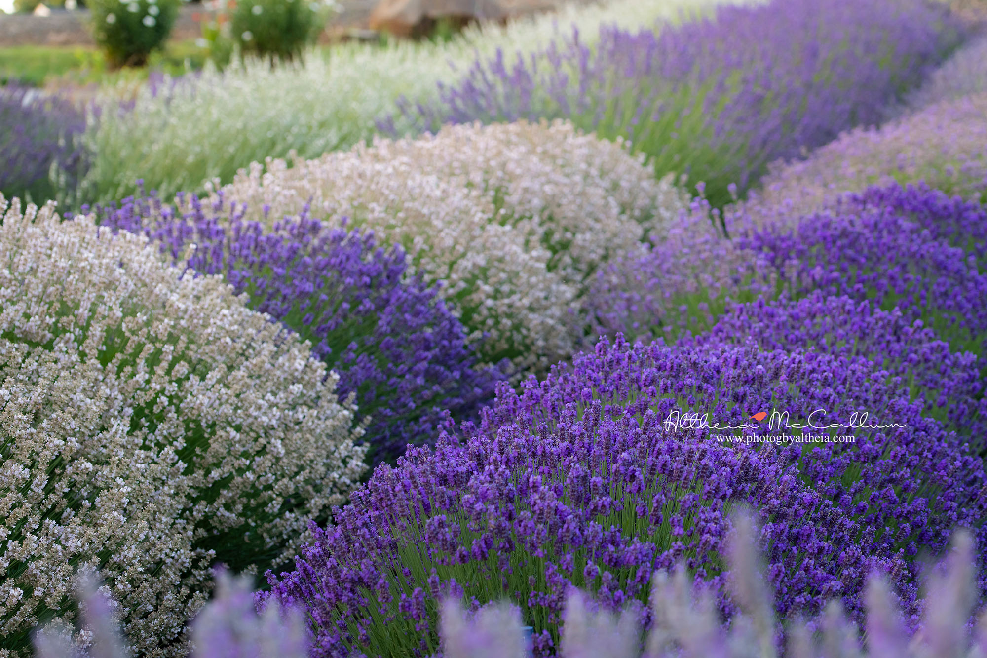 Festival Helvetia Lavender Farm