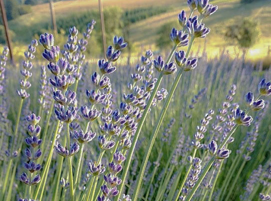 lavender plant types