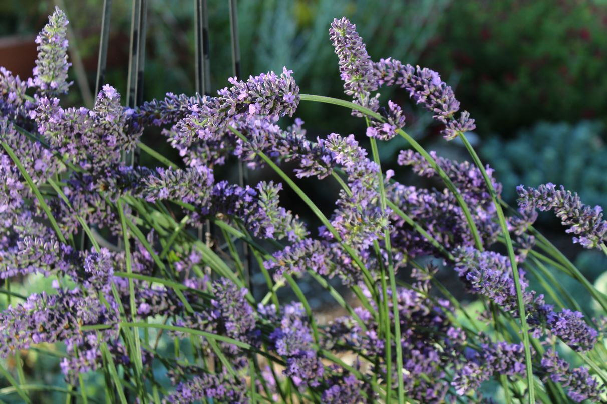 3 Lavender Plants for NW Montana Gardens - Earth Within Flowers