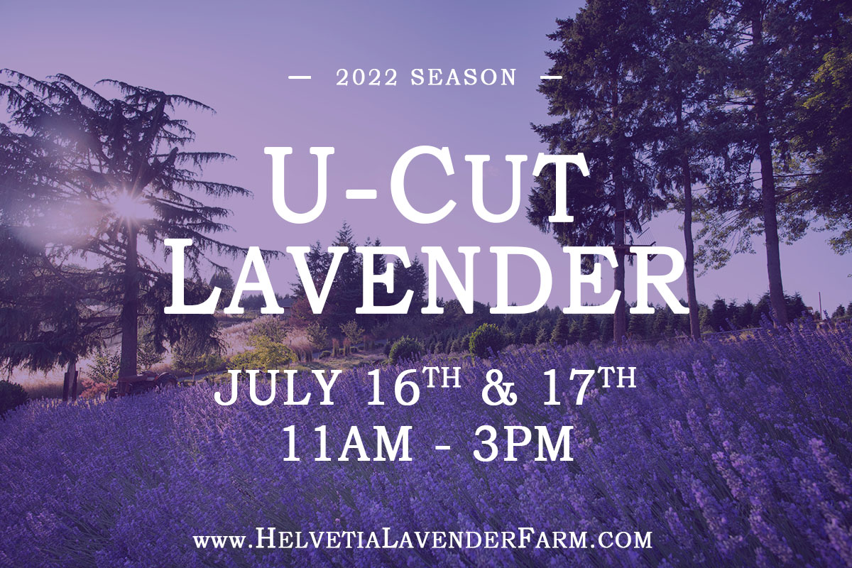 Helvetia Lavender Festival
